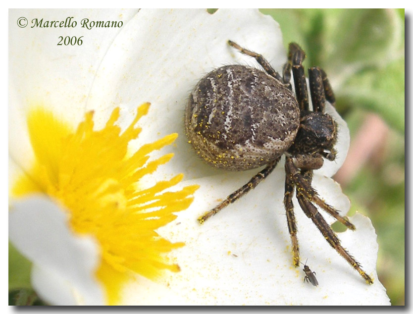 Un ragno sul fiore di cisto (femmina di Xisticus)